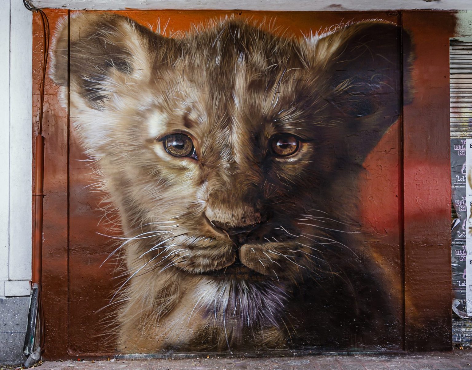 Mural publicitario hiperrealista de un cachorro de león en un muro urbano intervenido por Artefacto Medios.